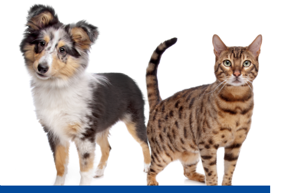 Cachorro e Gato